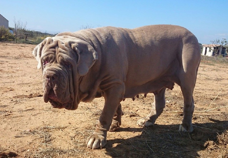 Publication : les chiens de florence