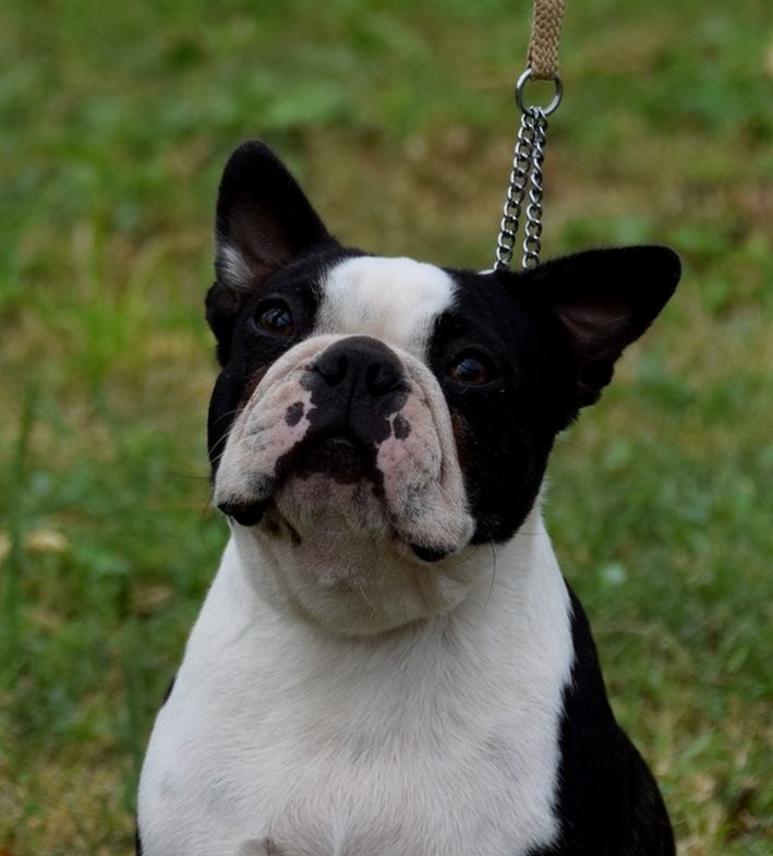 Publication : les chiens de florence Auteur : FLORENCE