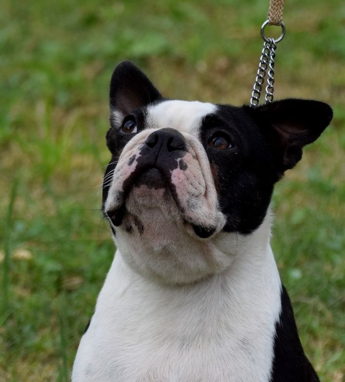 Publication : les chiens de florence Auteur : FLORENCE