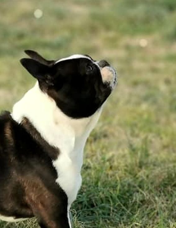 les chiens de florence Polly pocket