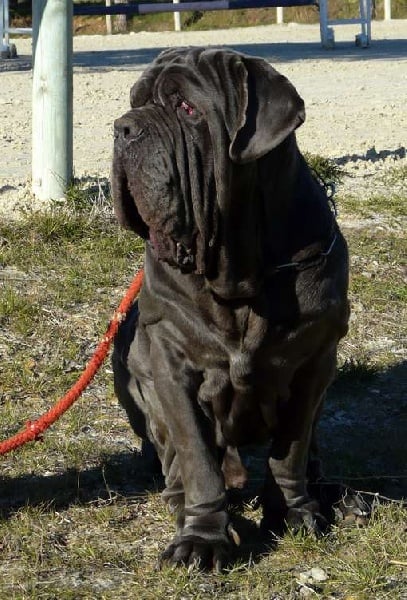 Publication : les chiens de florence Auteur : Florence