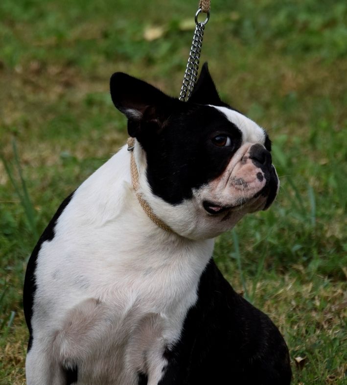 Publication : les chiens de florence Auteur : FLORENCE