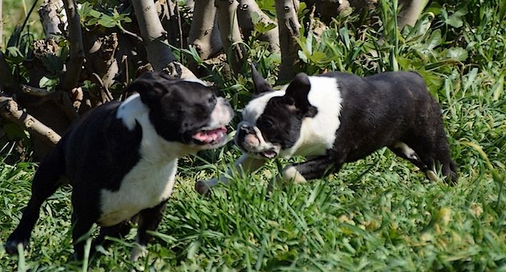 Publication : les chiens de florence Auteur : FLORENCE