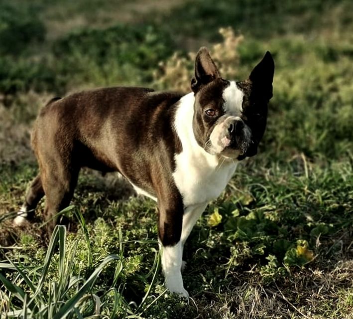 les chiens de florence Polly pocket