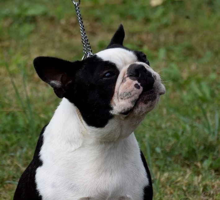Publication : les chiens de florence Auteur : FLORENCE