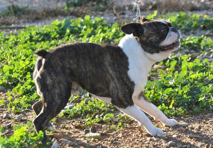 les chiens de florence Looky