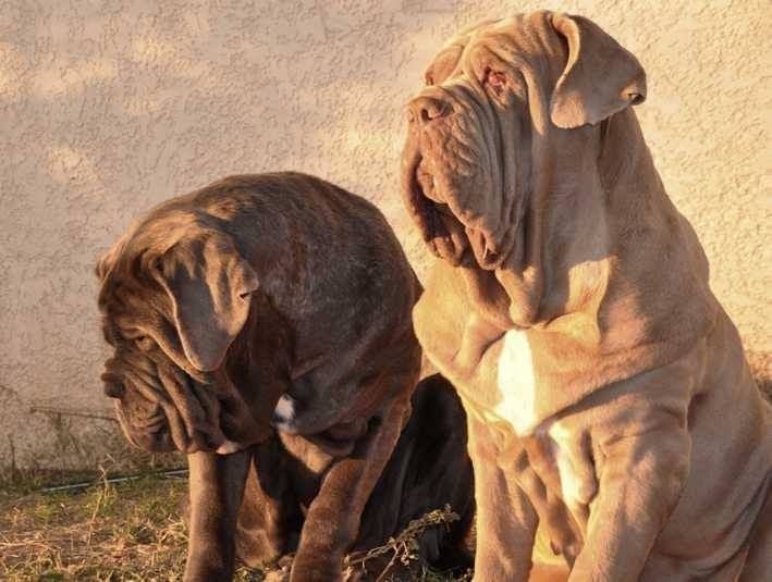 Publication : les chiens de florence