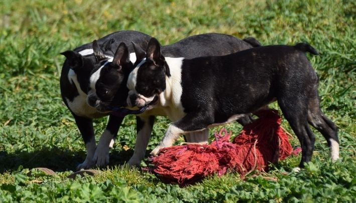 Publication : les chiens de florence Auteur : FLORENCE