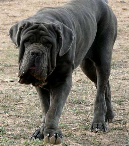 Publication : les chiens de florence Auteur : Florence