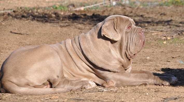 Publication : les chiens de florence