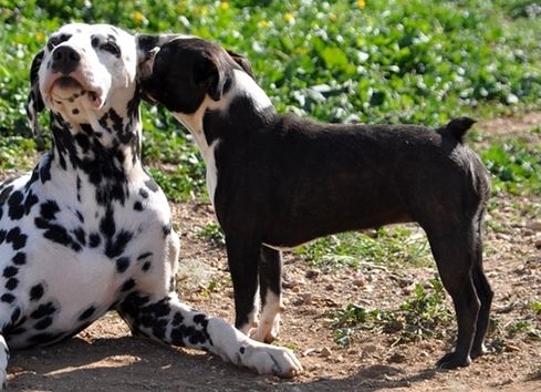 les chiens de florence Naomy