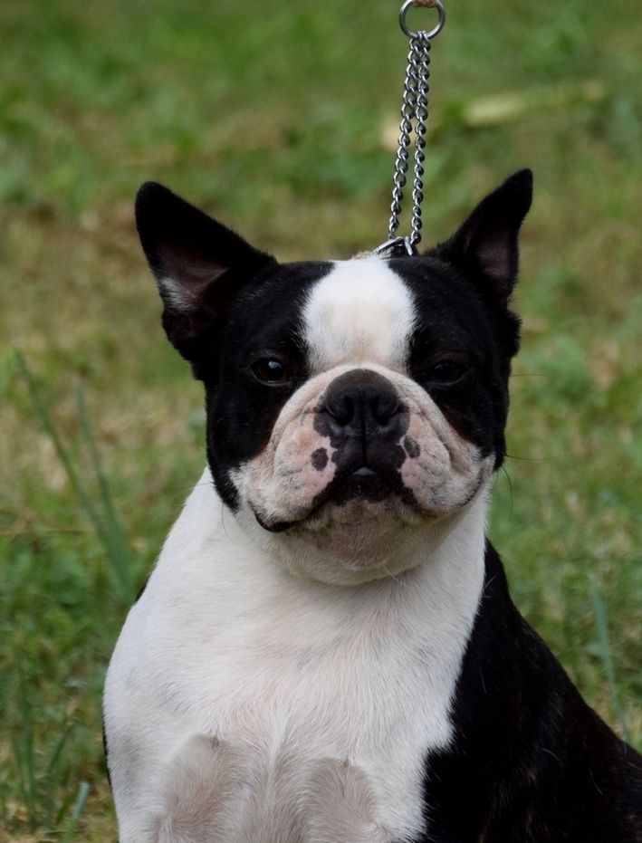 Publication : les chiens de florence Auteur : FLORENCE
