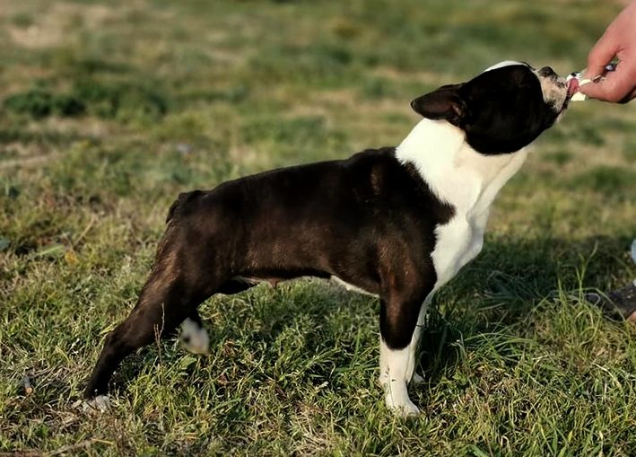 les chiens de florence Polly pocket