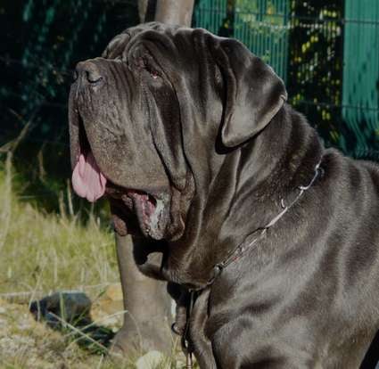 Publication : les chiens de florence Auteur : Florence