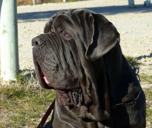 Publication : les chiens de florence Auteur : Florence