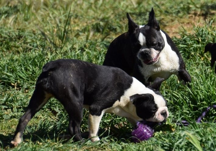 Publication : les chiens de florence Auteur : FLORENCE
