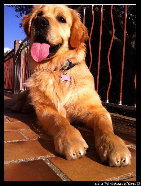 Publication : di u Paradisu d'Oru Auteur : di u Paradisu d'Oru