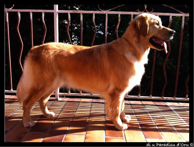 Publication : di u Paradisu d'Oru Auteur : di u Paradisu d'Oru