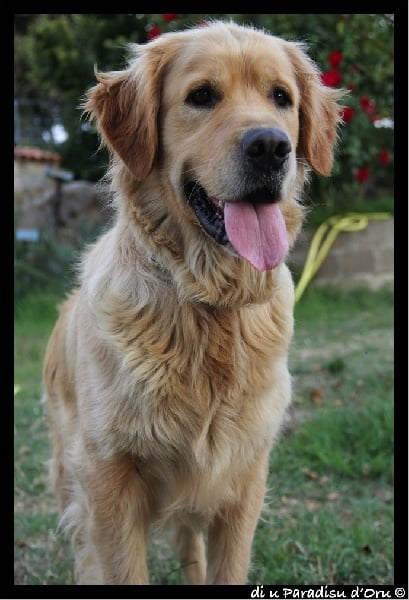 Publication : di u Paradisu d'Oru Auteur : di u Paradisu d'Oru