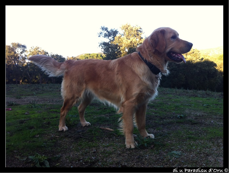 Publication : di u Paradisu d'Oru Auteur : di u Paradisu d'Oru