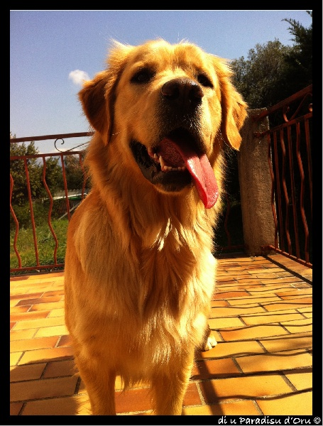 Publication : di u Paradisu d'Oru Auteur : di u Paradisu d'Oru