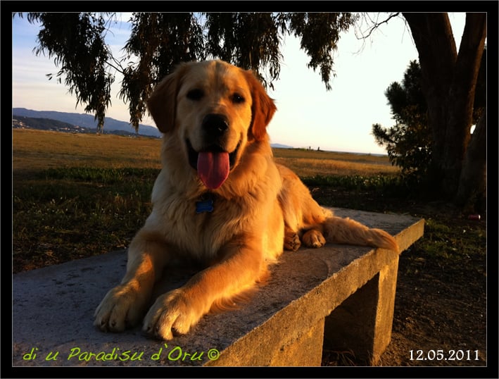 Publication : di u Paradisu d'Oru Auteur : di u Paradisu d'Oru