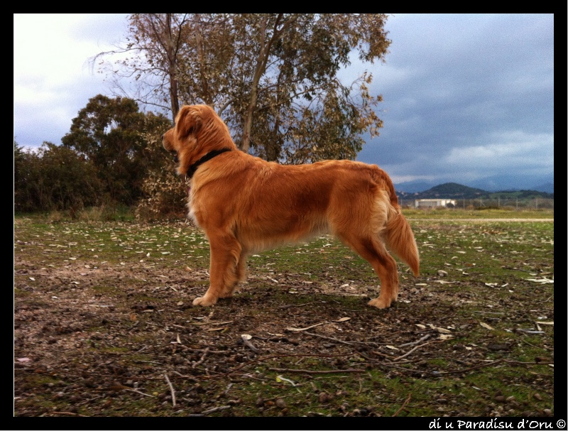 Publication : di u Paradisu d'Oru Auteur : di u Paradisu d'Oru