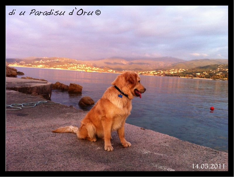 Publication : di u Paradisu d'Oru Auteur : di u Paradisu d'Oru