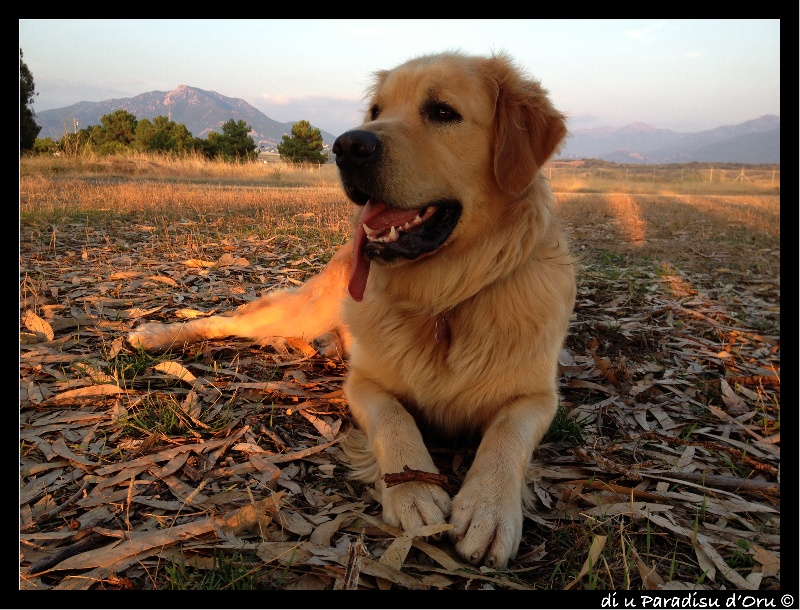 Publication : di u Paradisu d'Oru Auteur : di u Paradisu d'Oru