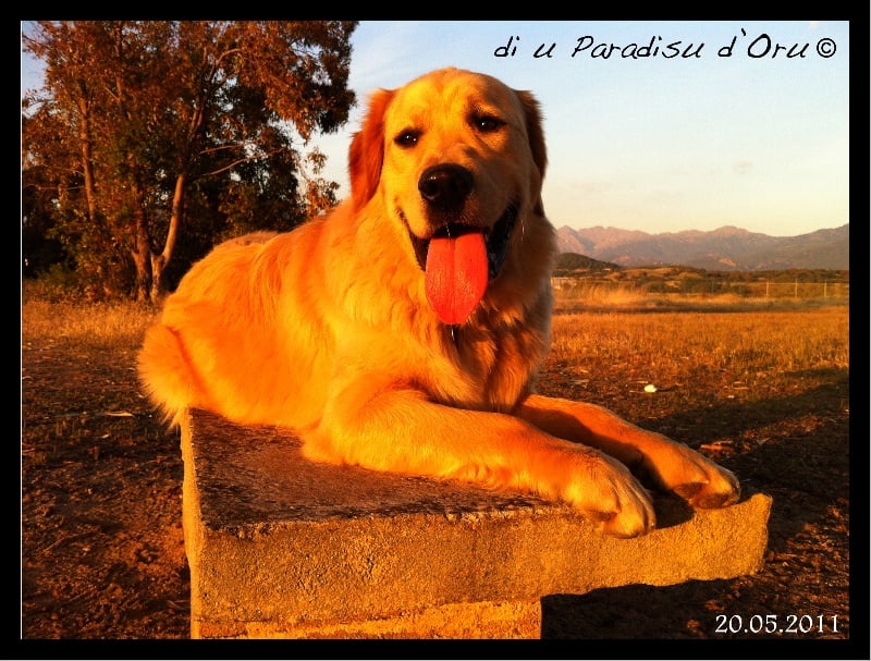 Publication : di u Paradisu d'Oru Auteur : di u Paradisu d'Oru