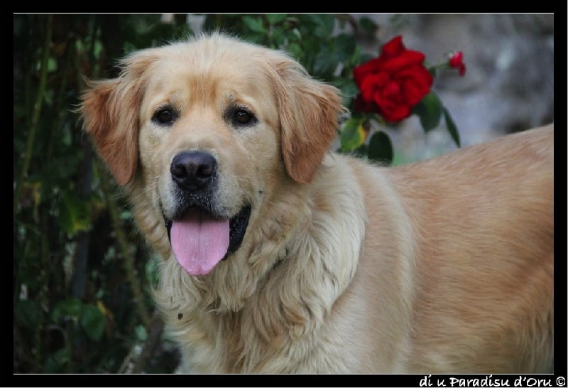 Publication : di u Paradisu d'Oru Auteur : di u Paradisu d'Oru