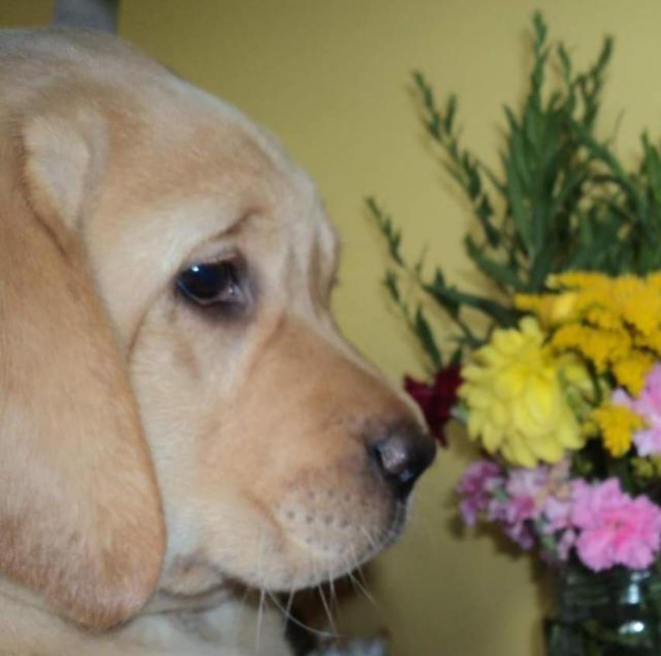 Labrador Retriever - Du Pomayrol