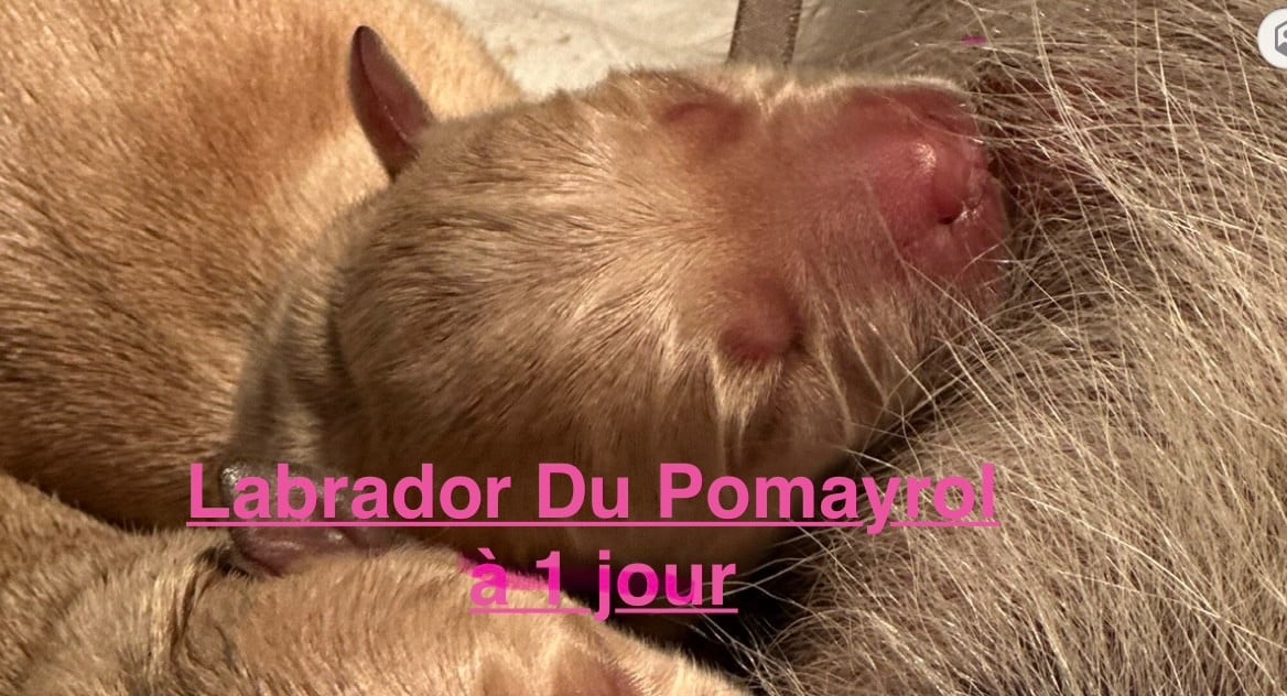 Labrador Retriever - Du Pomayrol