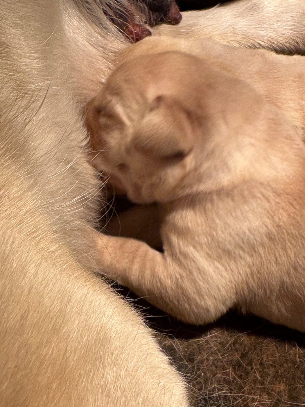 Labrador Retriever - Du Pomayrol