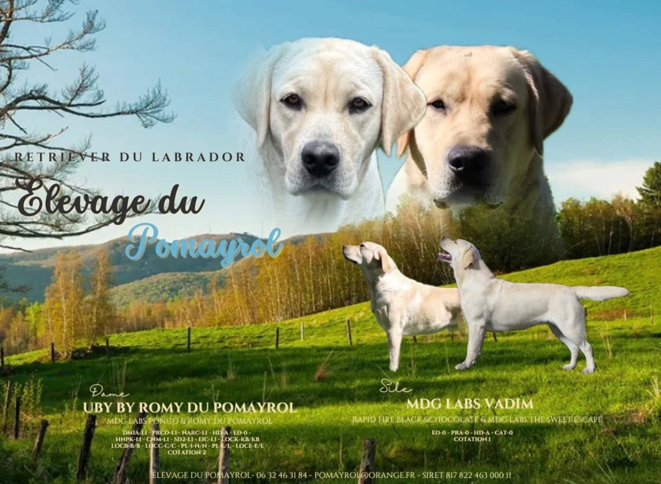 Labrador Retriever - Du Pomayrol