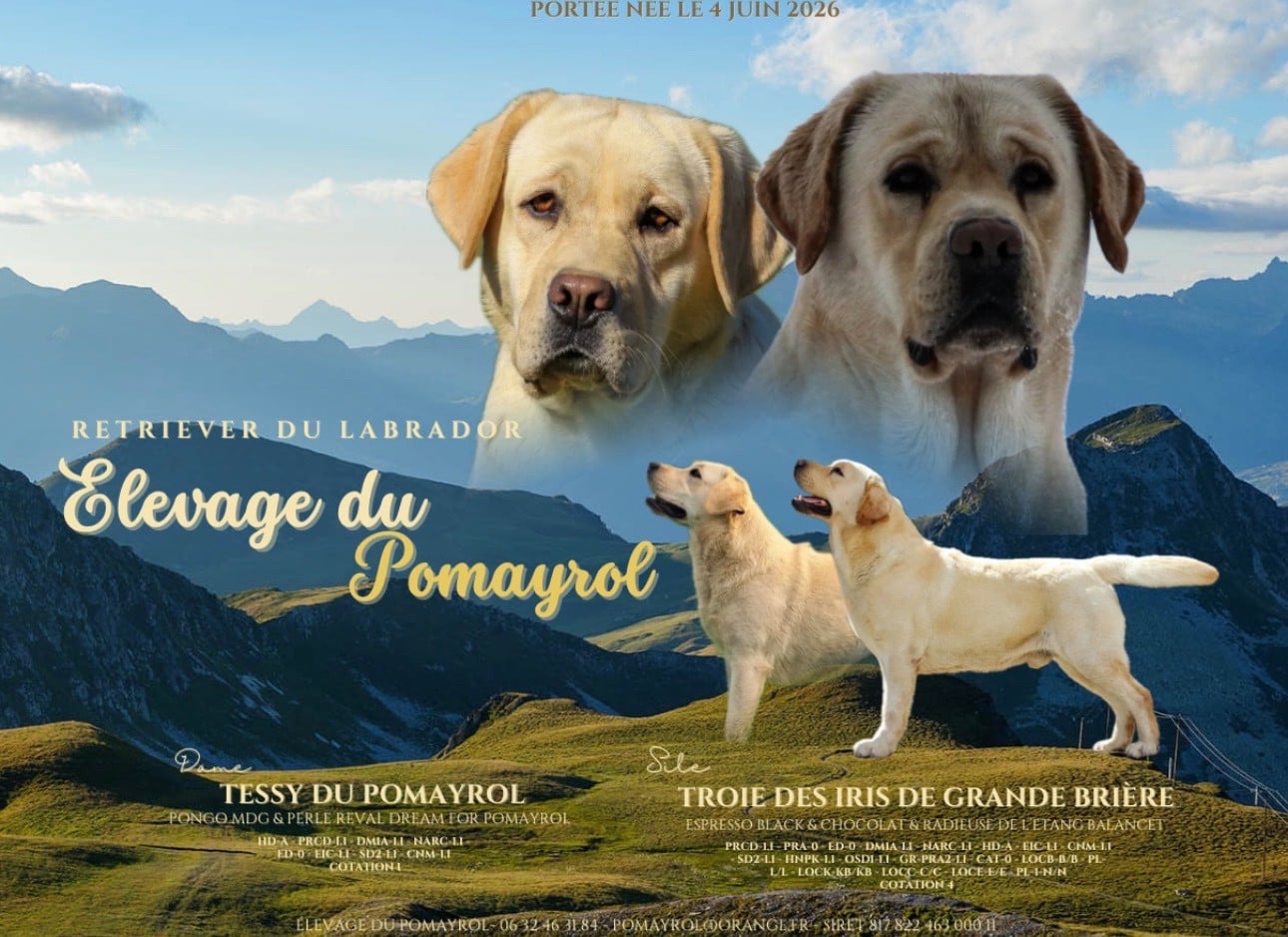 Labrador Retriever - Du Pomayrol