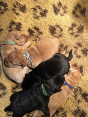 Les chiots de Labrador Retriever