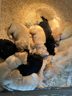 Les chiots de Labrador Retriever