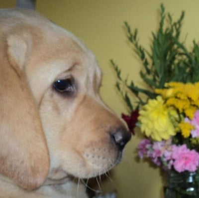 Les chiots de Labrador Retriever