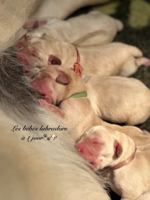 Les chiots de Labrador Retriever