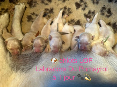 Chiot N°7 - Labrador Retriever