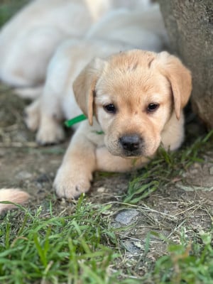 Les chiots de Labrador Retriever