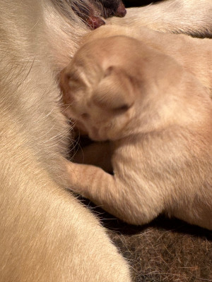 Les chiots de Labrador Retriever