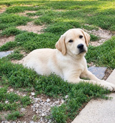 Labrador Retriever