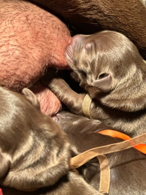 Les chiots de Labrador Retriever