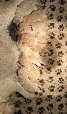 Les chiots de Labrador Retriever