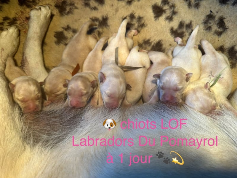 Labrador Retriever - Du Pomayrol