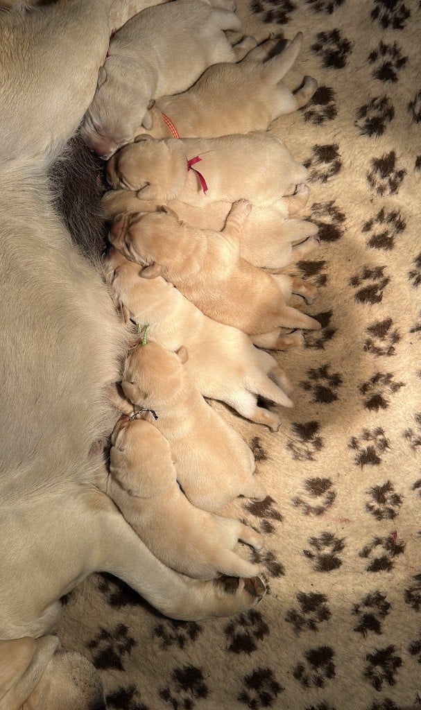 CHIOT 4 - Labrador Retriever