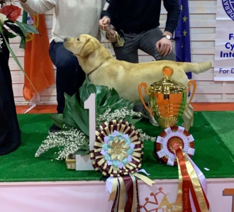 Ox pomayrol de Labrapassion - CACIB - CACS- BOB - BIS (Best In Show Toulouse 2020)