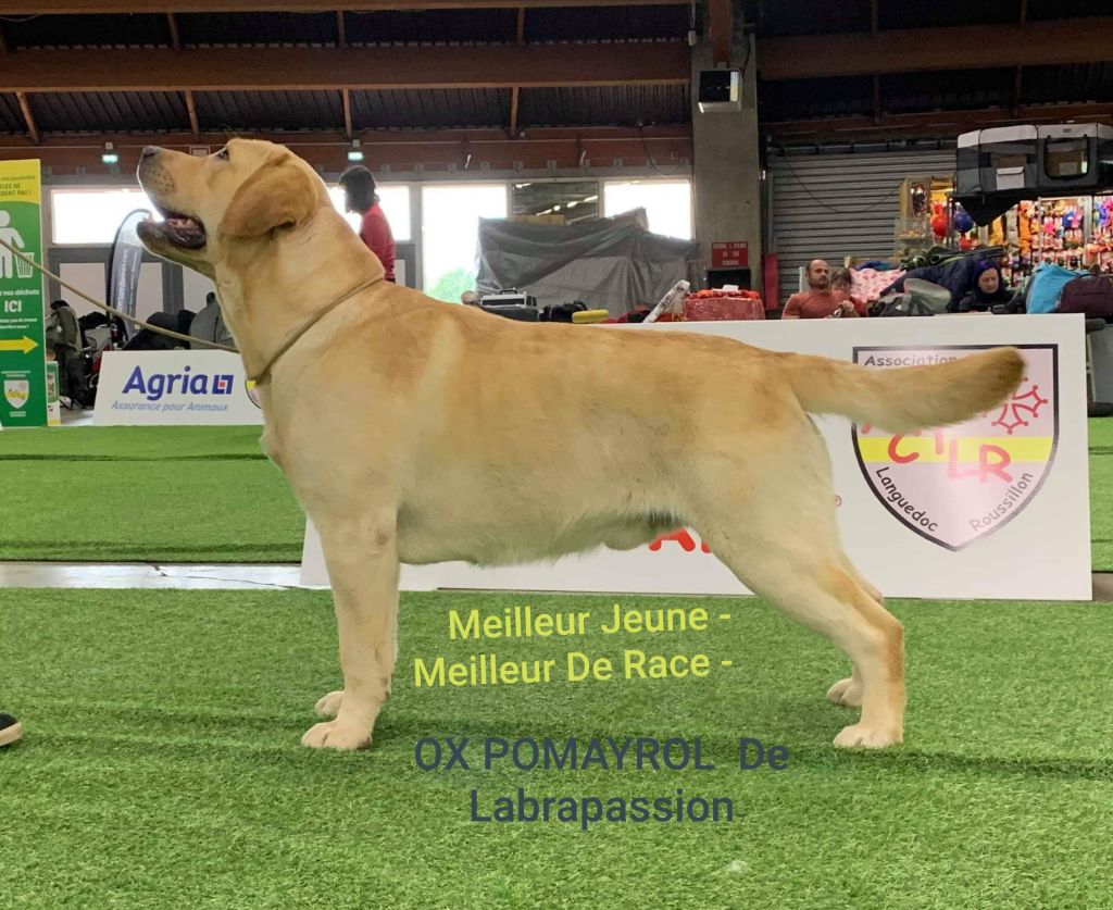 Ox pomayrol de Labrapassion - 1 ER EXCELLENT -MEILLEUR JEUNE - MEILLEUR DE RACE